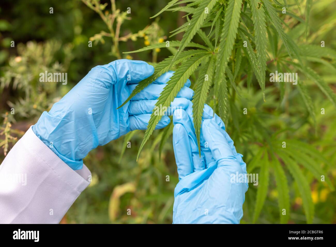 La canapa lascia nelle mani di uno scienziato. Primo piano di cannabis. Foto Stock