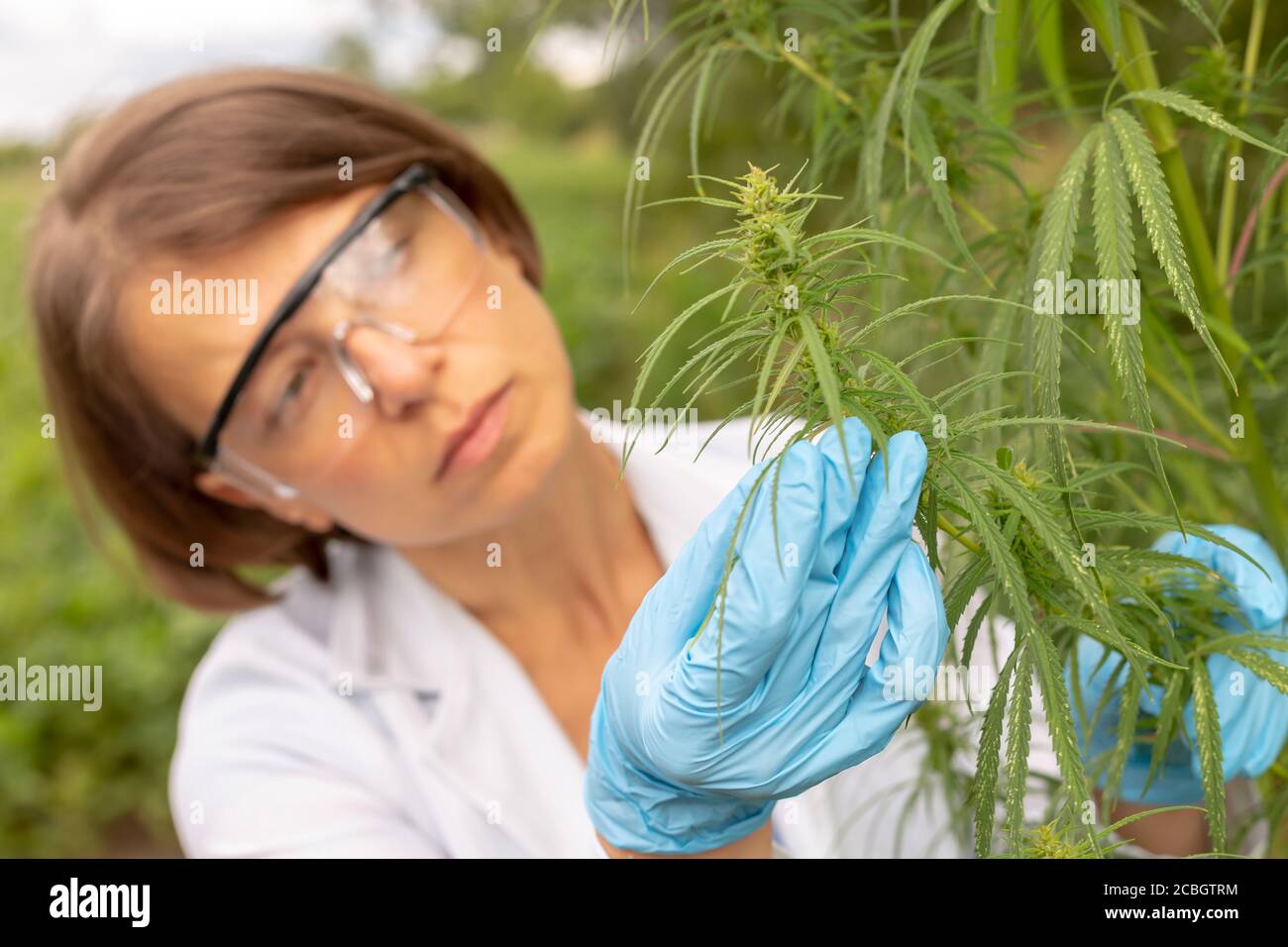 Ritratto di uno scienziato in una maschera che esamina le foglie di canapa. Pianta di cannabis come medicina. Foto Stock