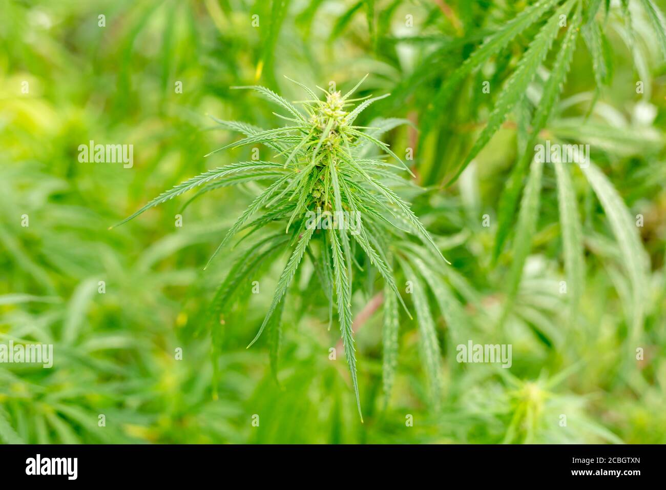 Pianta di cannabis. Primo piano della canapa. Foto Stock