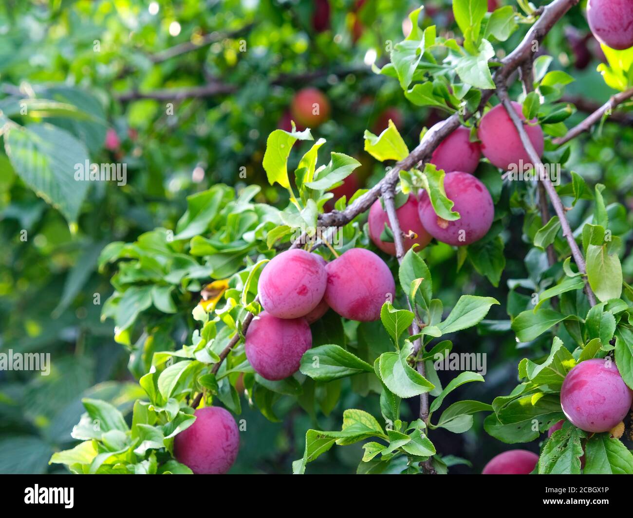 Prugne rosse mature su un ramo nel giardino Foto Stock