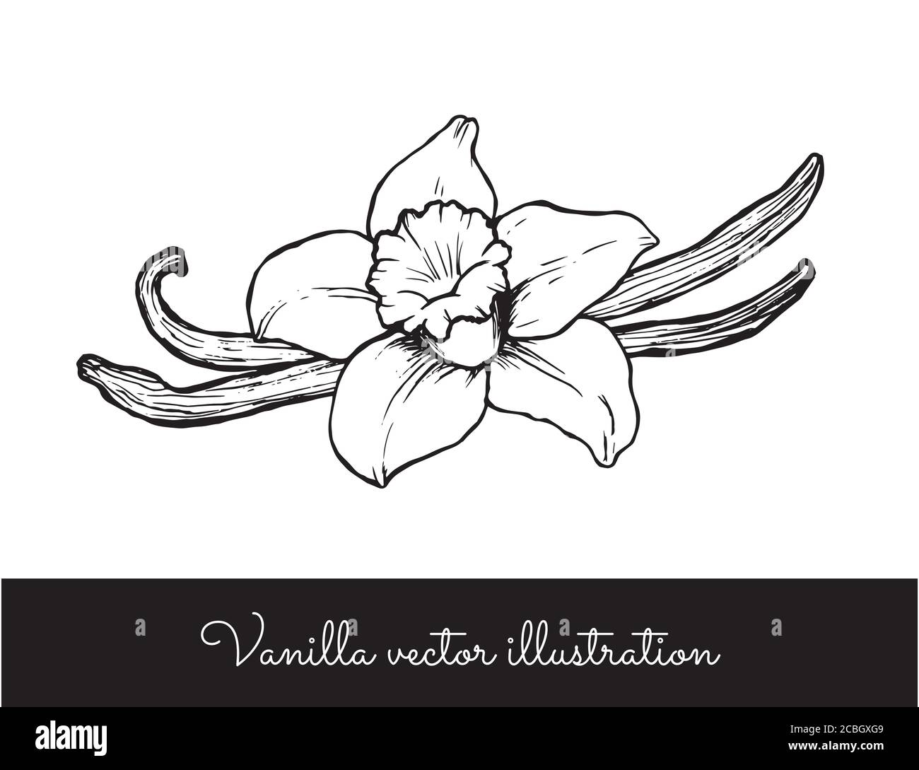 Vintage Vanilla fiore e bastoni linea illustrazione vettoriale Illustrazione Vettoriale