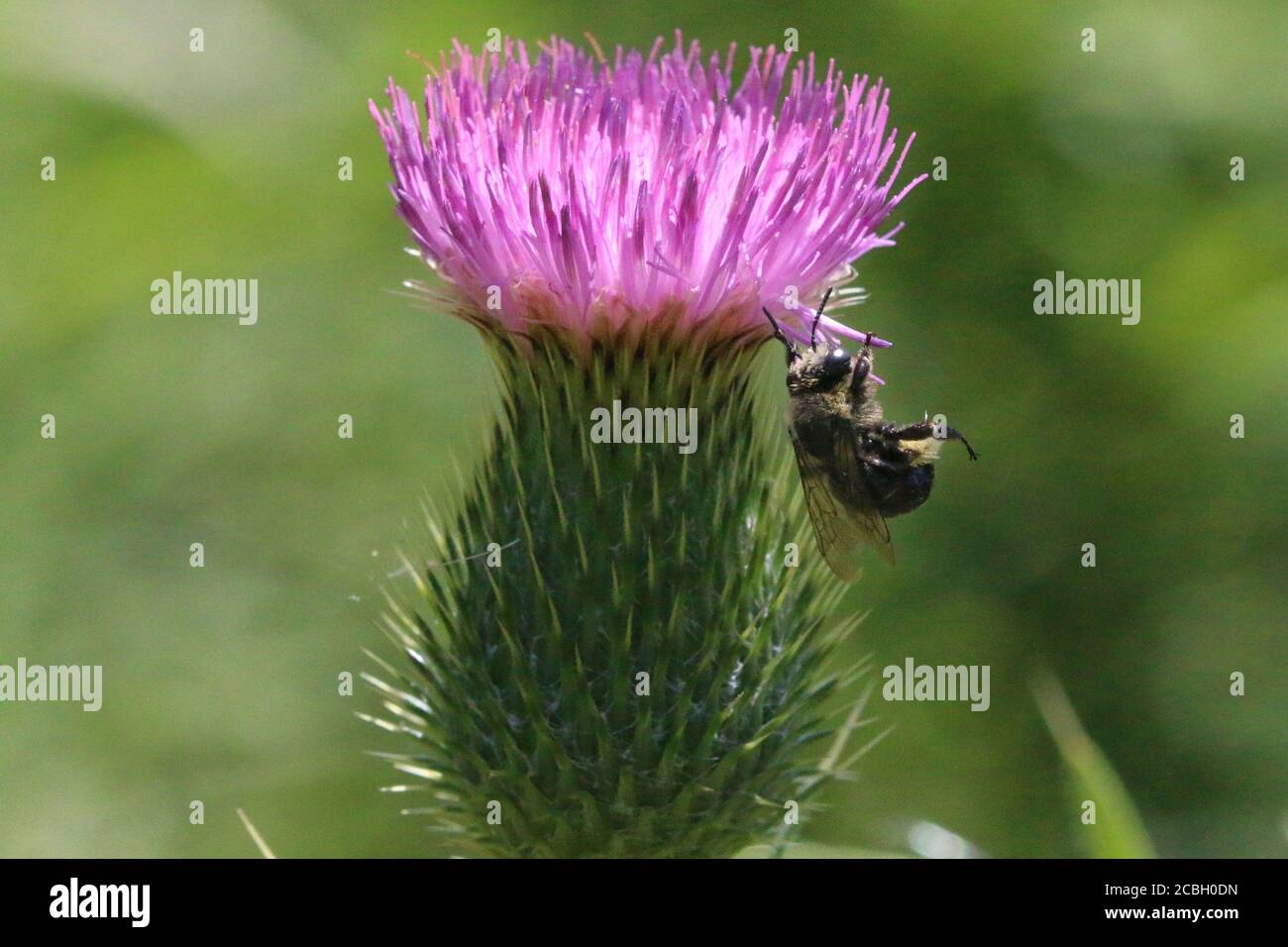 Bumblebees su Brown Eyed Susan fiore in estate Foto Stock