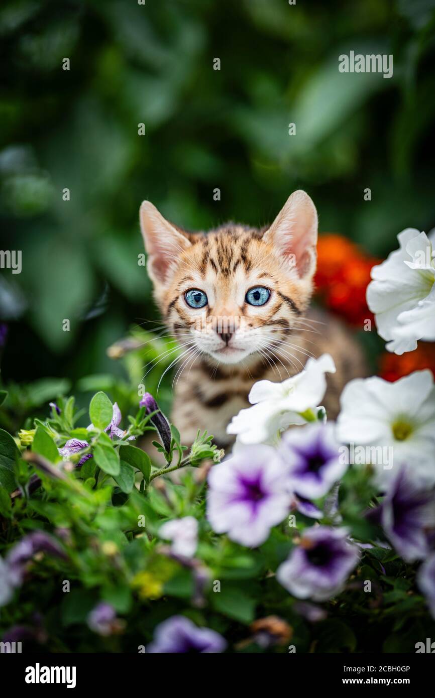 Un adorabile gattino carino tra fiori estivi. Gattino di Bengala purebred con petunia. Il piccolo gatto ha 7 settimane e sta giocando a nascondino e cerca all'aperto Foto Stock