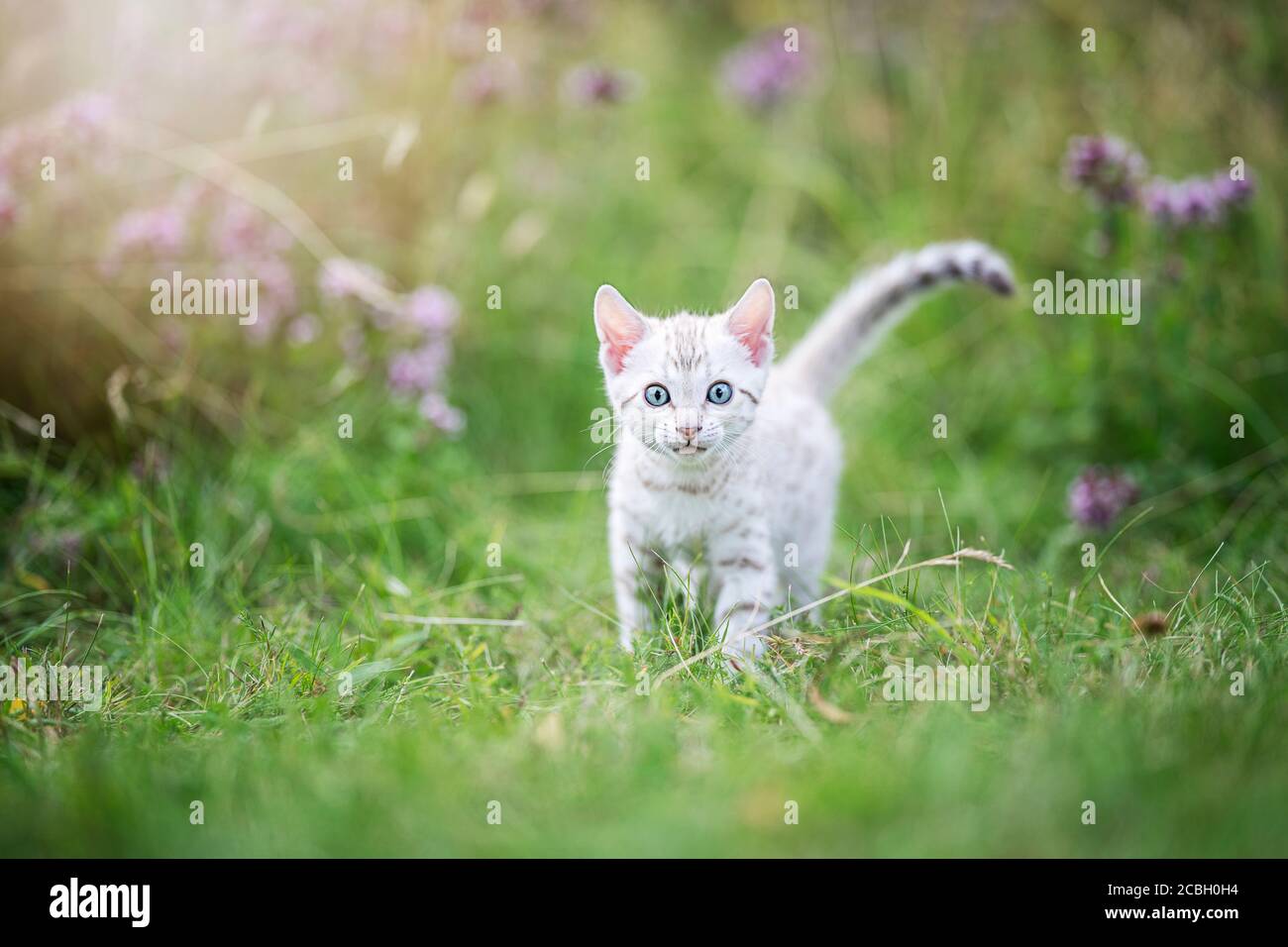 Un carino gattino bianco del Bengala all'aperto nell'erba. Il piccolo gatto curioso ha 7 settimane, e sta guardando nella macchina fotografica, gli occhi al viewe Foto Stock