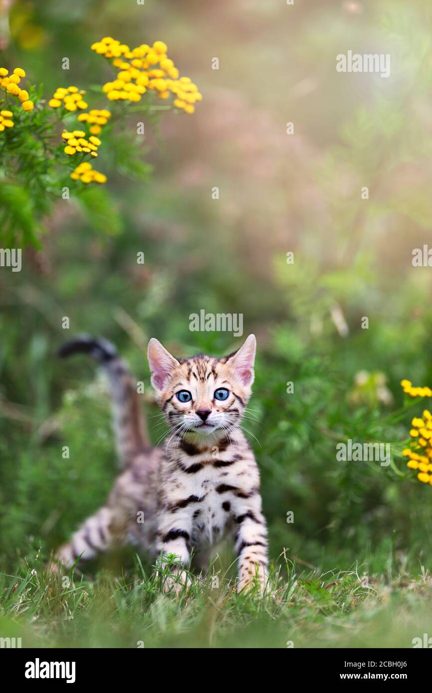 Un carino gattino di Bengala macchiato in purea all'aperto in erba con fiori sullo sfondo. Avventura estiva. Il gattino ha 7 settimane. Copia spin Foto Stock