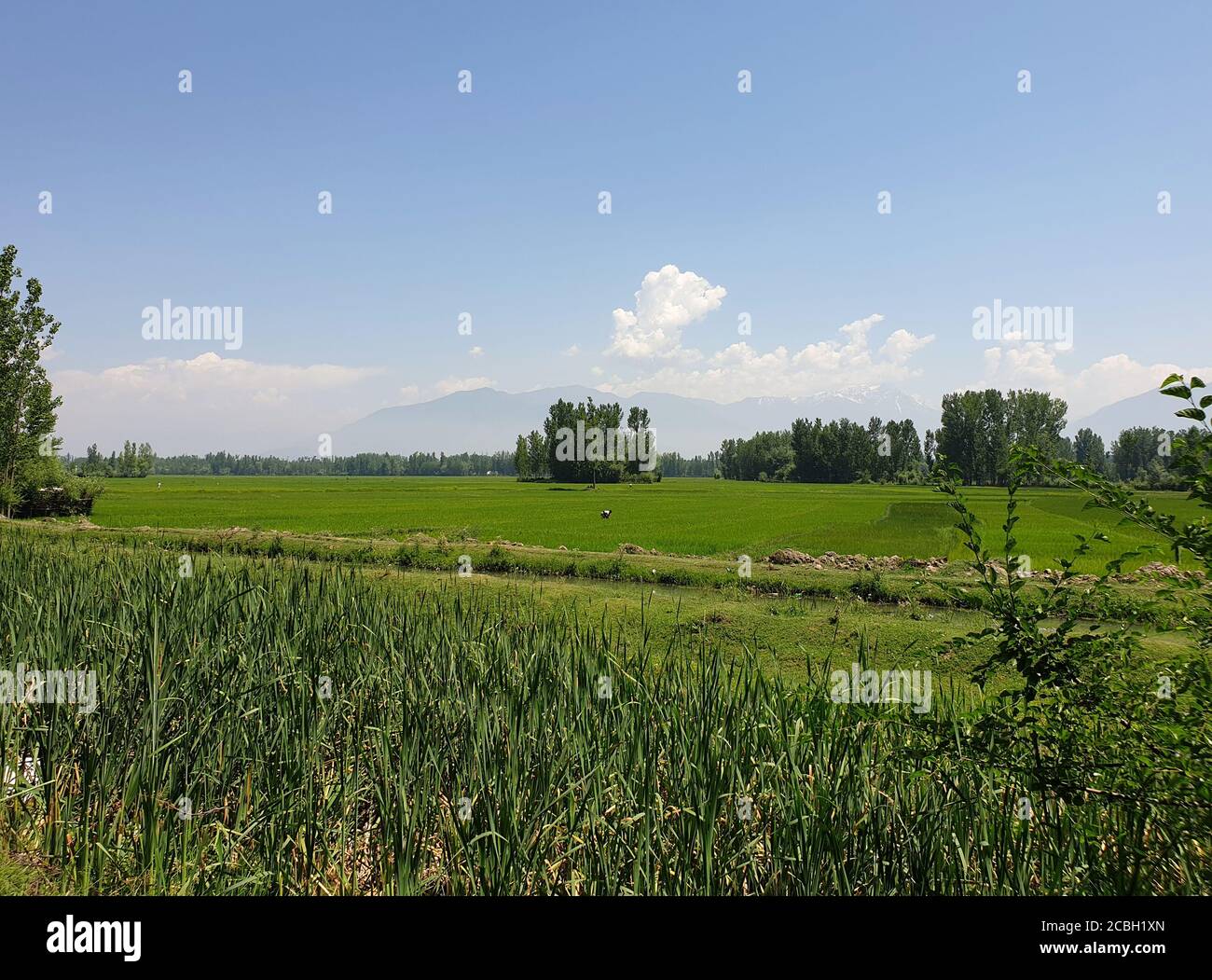 Piante verdi campi di risaie e cielo blu aperto una bellezza naturale e uno splendido paesaggio in estate. La vista panoramica della natura sembra fresca. Piccoli alberi che crescono Foto Stock