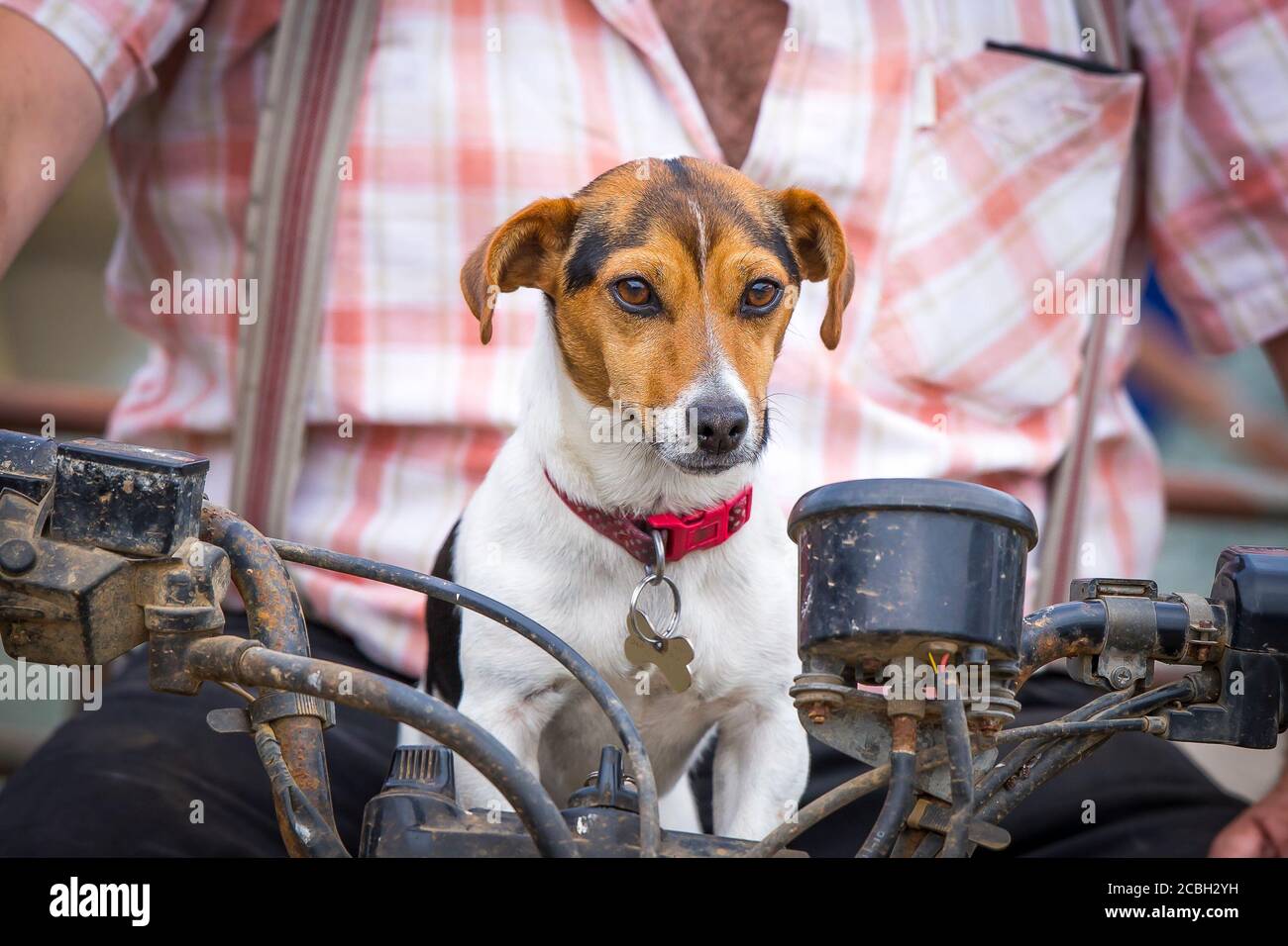 Primo piano di lavoro Jack Russell terrier cane seduto su moto agricolo quad con proprietario contadino. Concetto nel sedile di guida, ai comandi, essere boss. Foto Stock