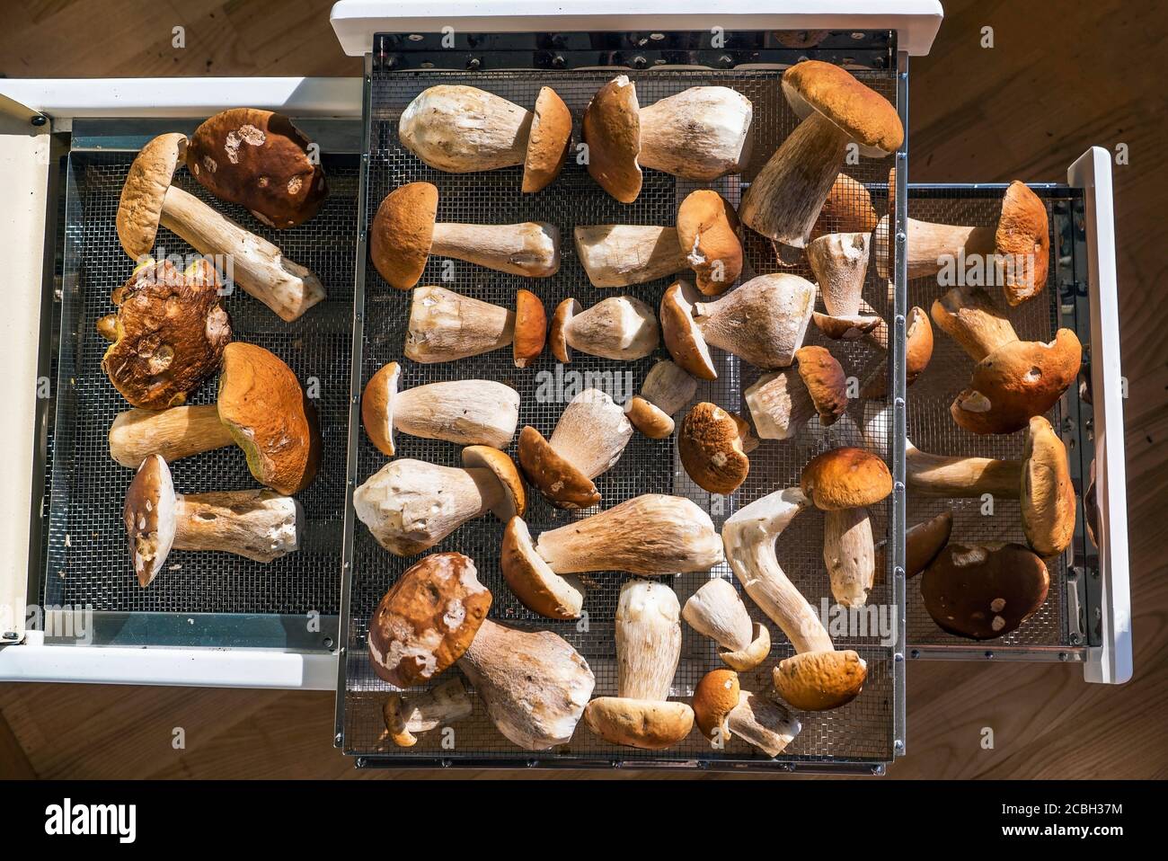 I funghi porcini giacciono su una griglia di essiccazione nel forno Foto Stock