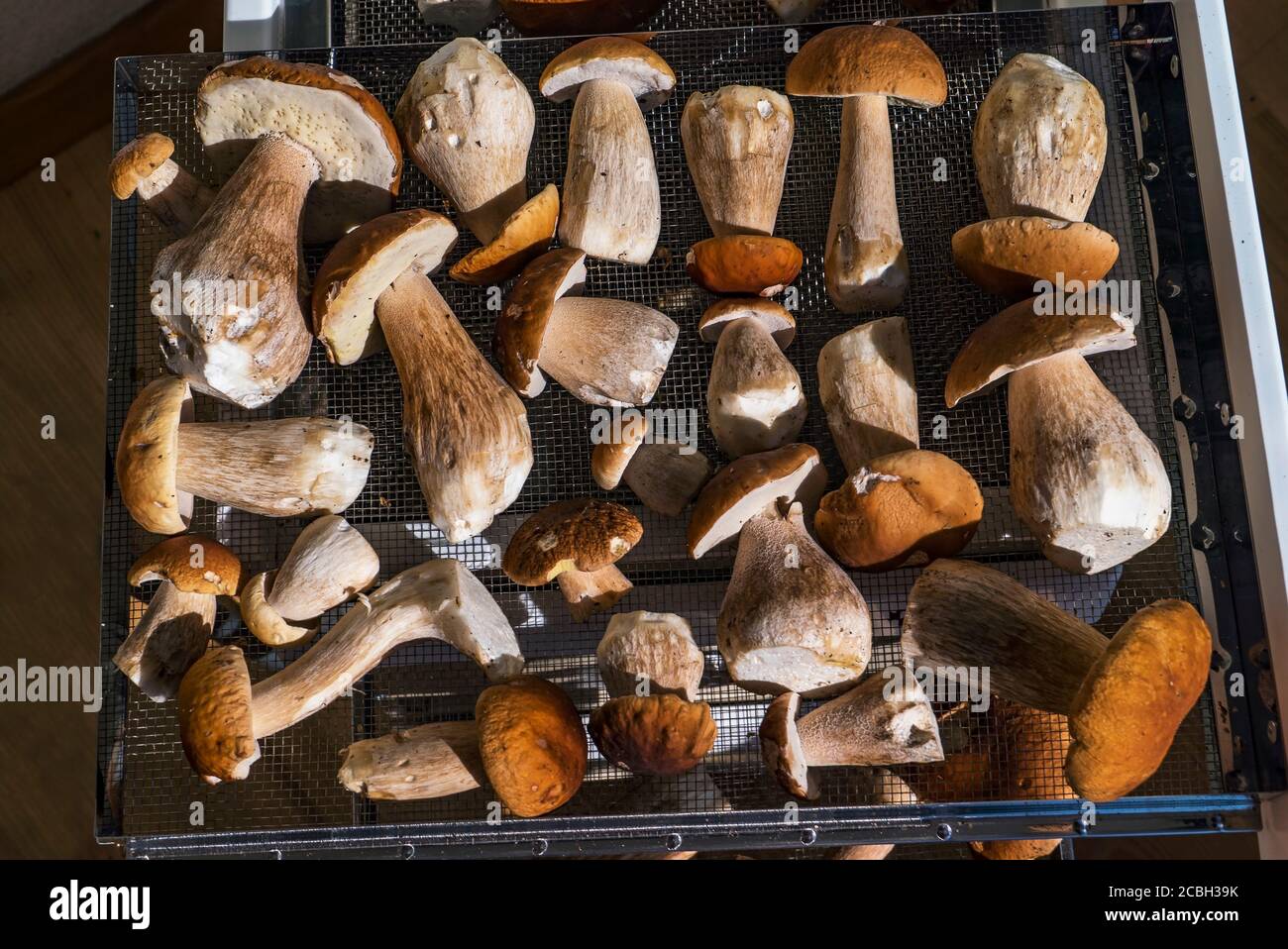 I funghi porcini giacciono su una griglia di essiccazione nel forno Foto Stock