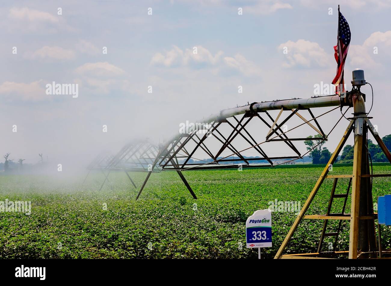 Un raccolto di cotone viene irrigato con un sistema di irrigazione a sprinkler a perno centrale nel Delta del Mississippi, 9 agosto 2016, a Clarksdale, Mississippi. Foto Stock