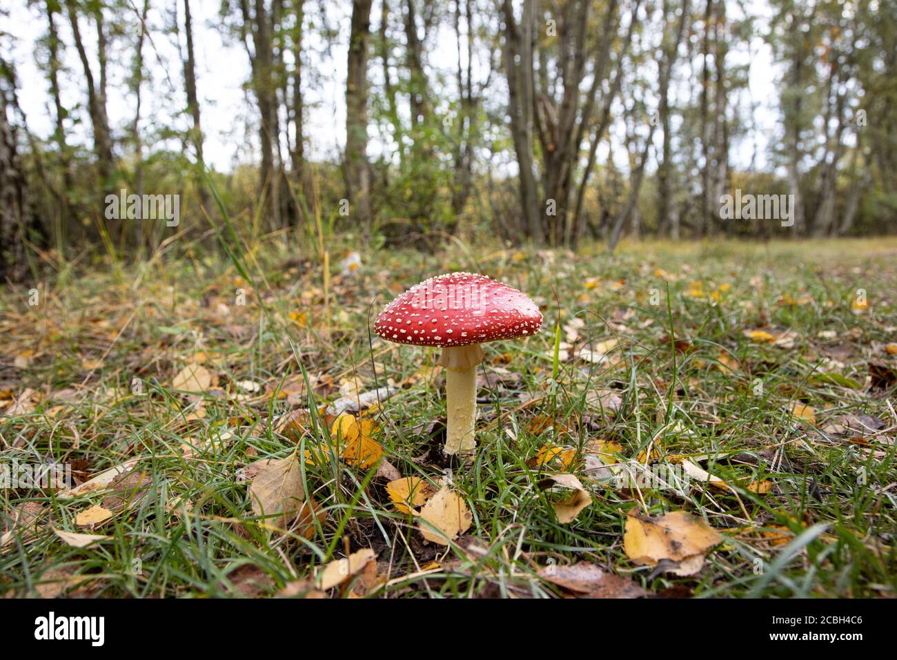 10-18-2019 Isola di Hiddensee, Germania, Fly agaric -Amanita Muscaria- nella sottobosco della foresta di dune Foto Stock