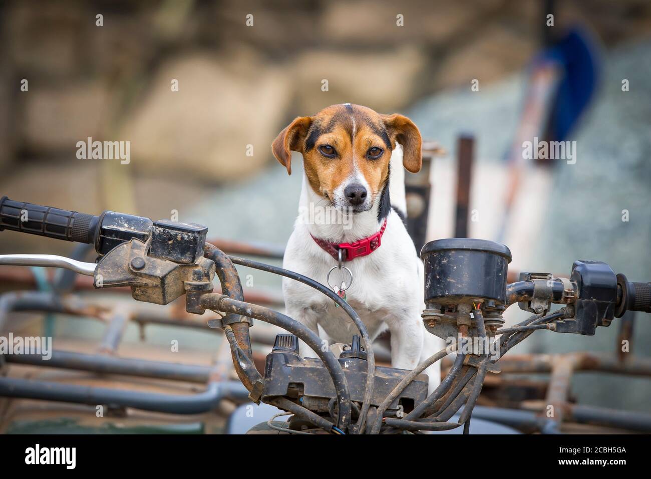 Primo piano carino jack russell terrier cane seduta isolato su moto agricola quad. Concetto, nel sedile di guida, ai contro, essere boss. Foto Stock