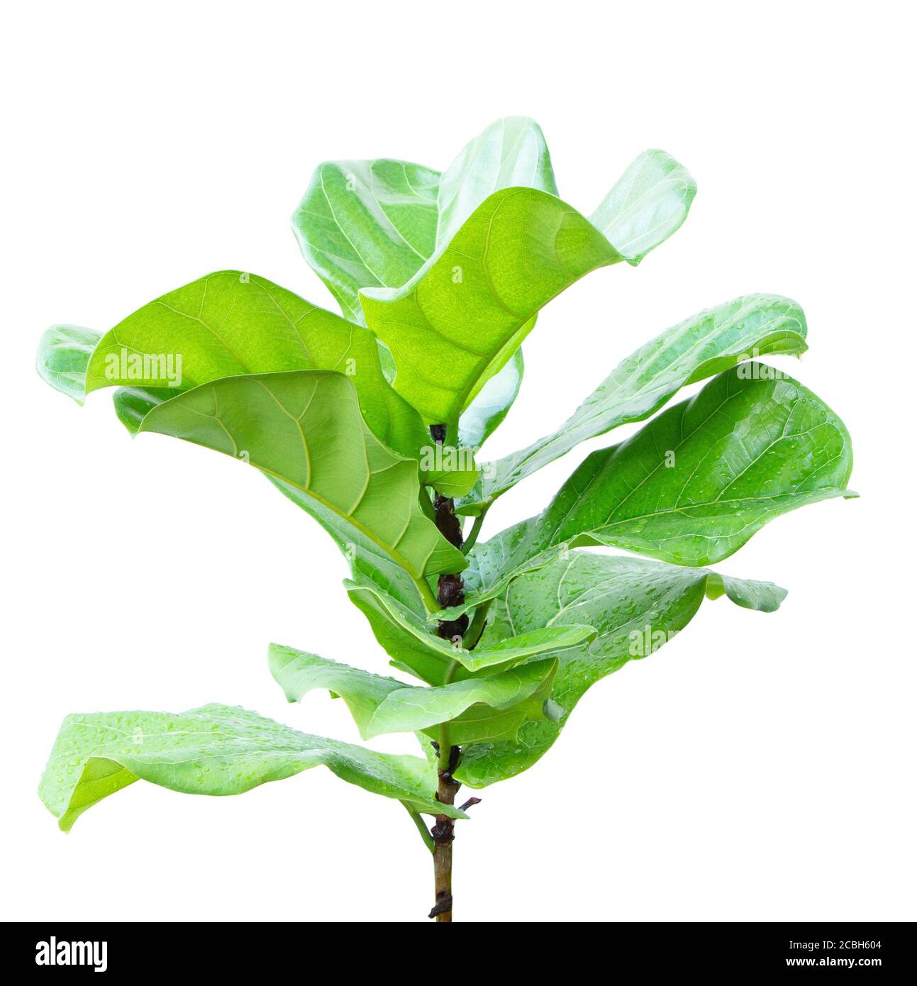 Foglia di lirato di Ficus isolata su sfondo bianco Foto Stock