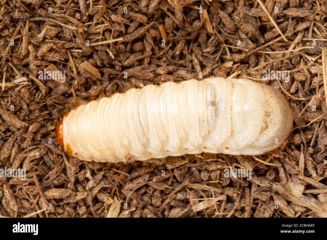 Vermi di grano, scarabeo di cocco rhinoceros (Oryctes rhinoceros), Larva sullo sfondo del suolo Foto Stock