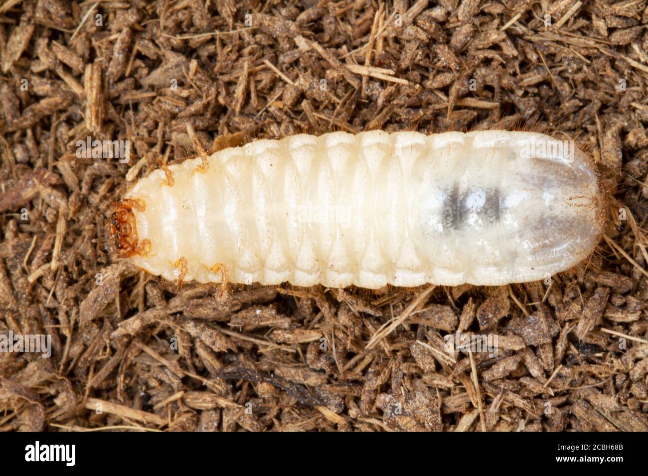 Vermi di grano, scarabeo di cocco rhinoceros (Oryctes rhinoceros), Larva sullo sfondo del suolo Foto Stock