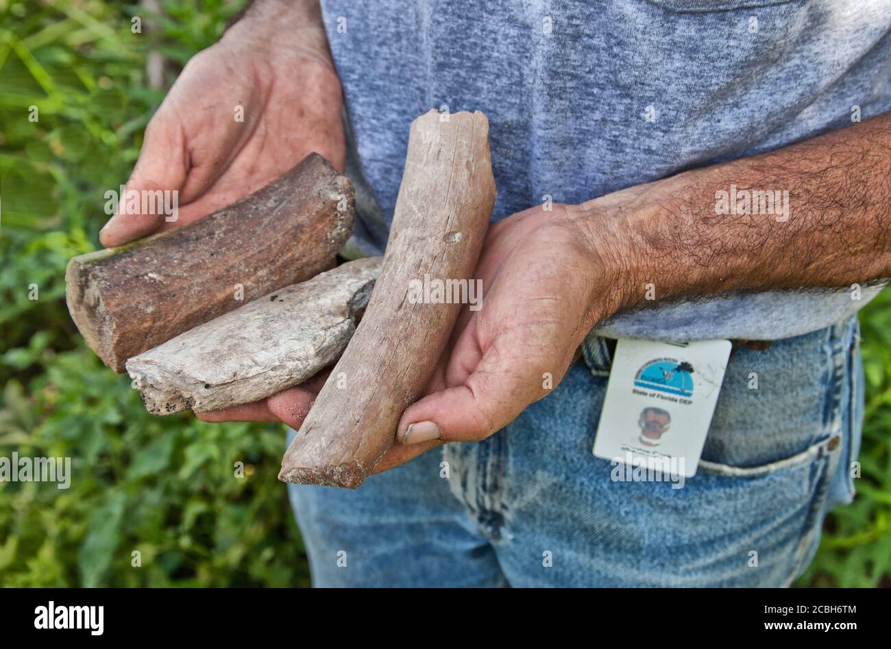 Il paleontologo ispeziona il campione fossile di 'Miocene' trovato nella località di sinkhole, Florida. Foto Stock