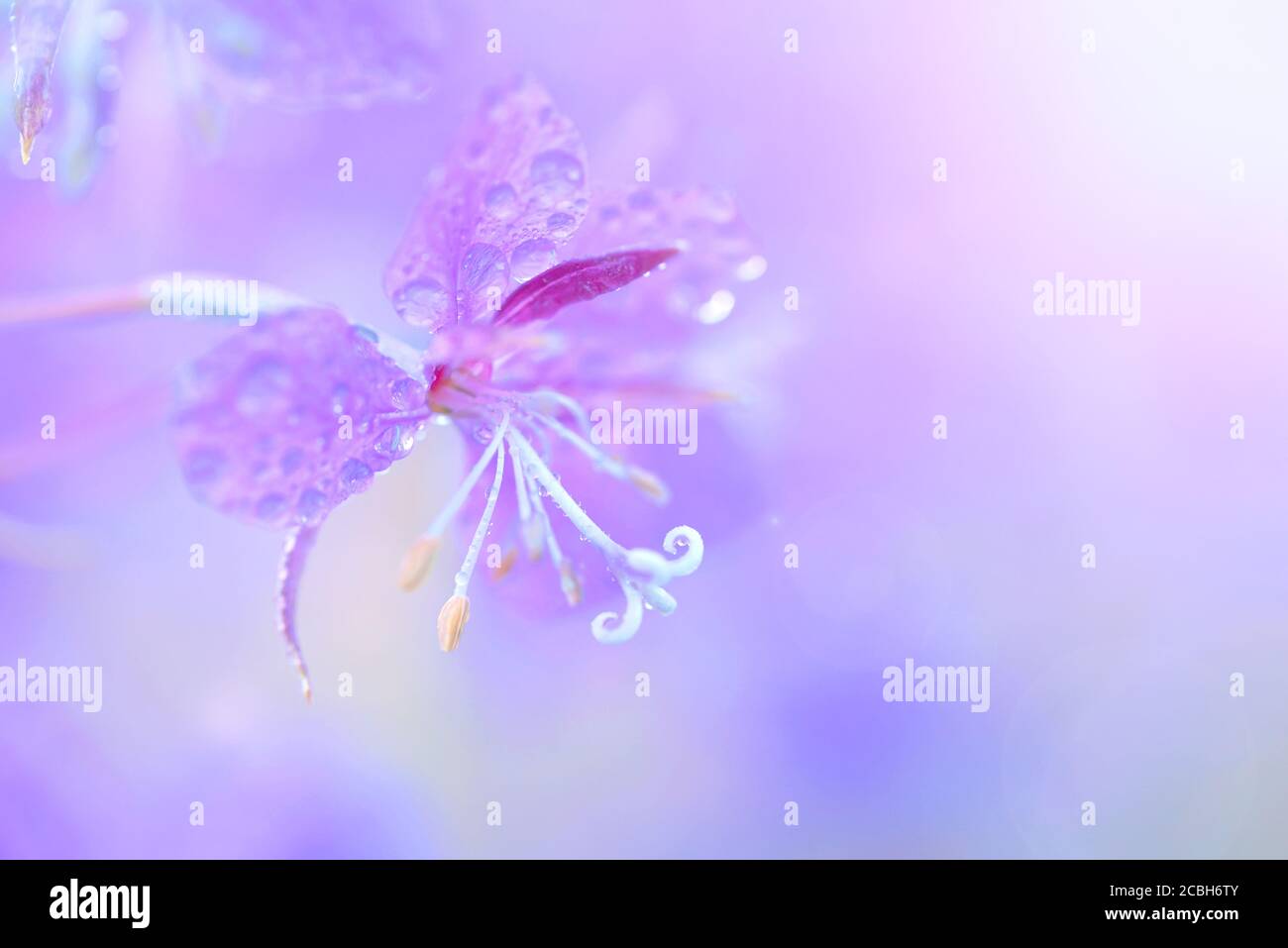Lilla fireweed fiori con gocce d'acqua primo piano su una sfocatura sfondo rosa Foto Stock