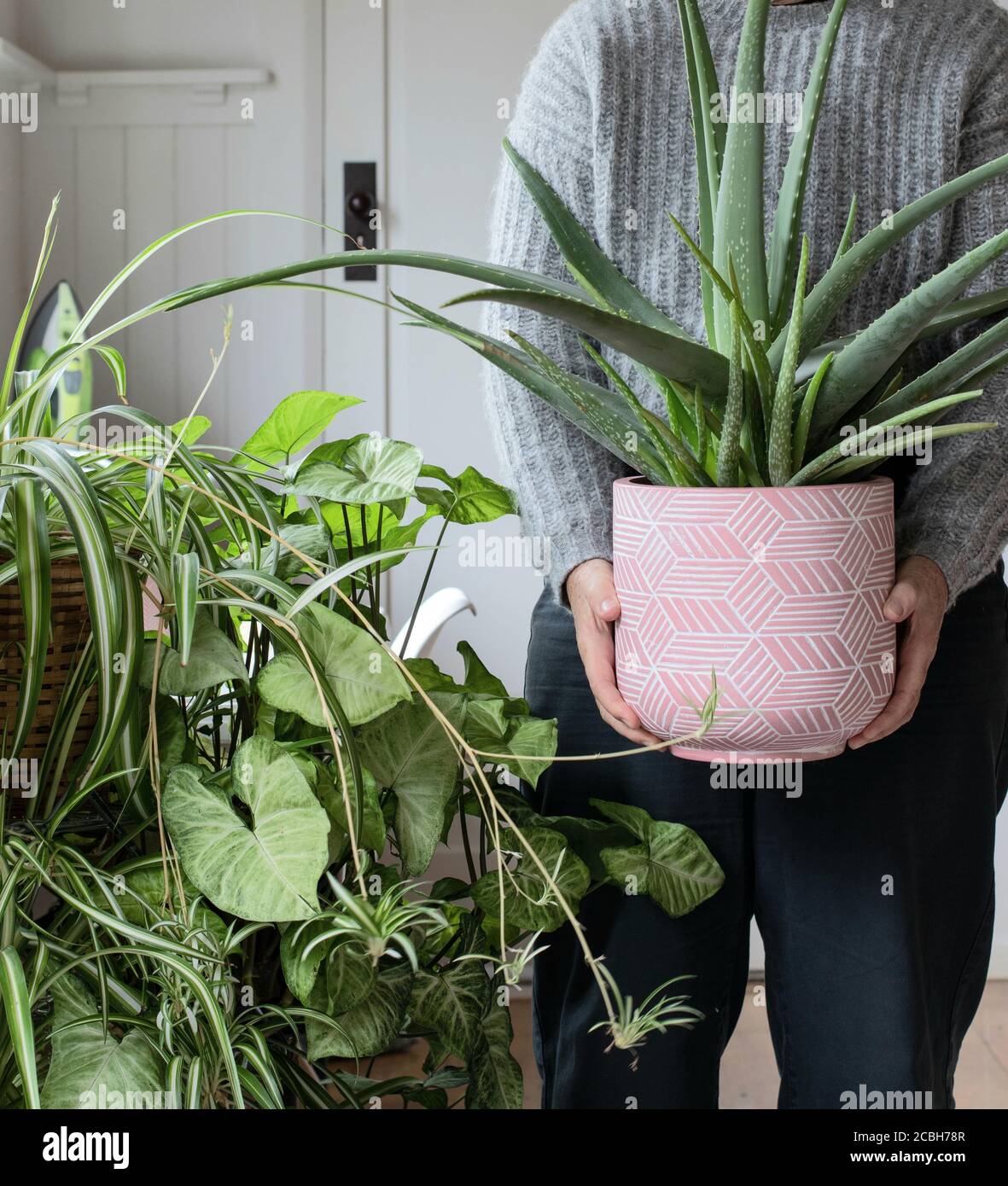 due piccole piante di cactus al coperto in vasi rosa e grigio con aloe vera e fiori di pony sullo sfondo Foto Stock