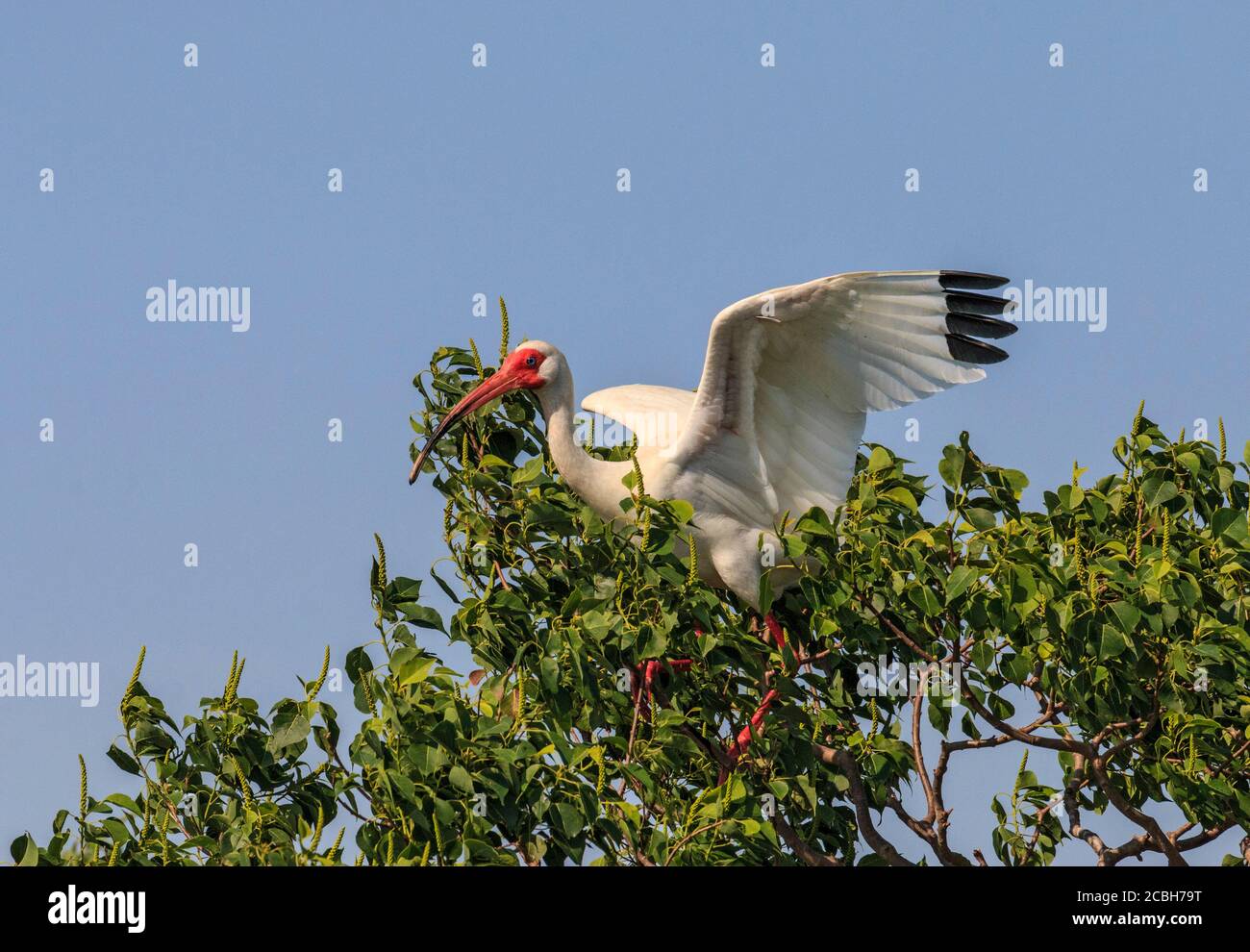 L'ibis bianco americano in un albero. Si trova dalla Carolina del Nord attraverso la costa del Golfo degli Stati Uniti a sud attraverso la maggior parte dei tropici costieri. Si tratta di un uccello di medie dimensioni con un piumaggio bianco complessivo, becco curvato rosso-arancio brillante e gambe lunghe, e punte delle ali nere che sono solitamente visibili solo in volo. Visto in una palude in Cameron Parish, Louisiana. Foto Stock