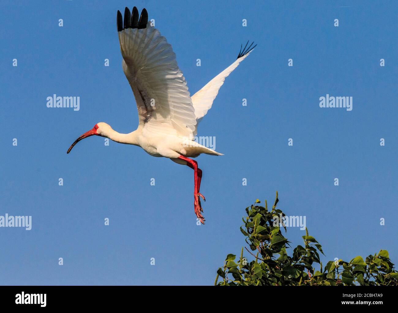 Un ibis bianco americano in volo. Si trova dalla Carolina del Nord attraverso la costa del Golfo degli Stati Uniti a sud attraverso la maggior parte dei tropici costieri. Si tratta di un uccello di medie dimensioni con un piumaggio bianco complessivo, becco curvato rosso-arancio brillante e gambe lunghe, e punte delle ali nere che sono solitamente visibili solo in volo. Visto in una palude in Cameron Parish, Louisiana. Foto Stock