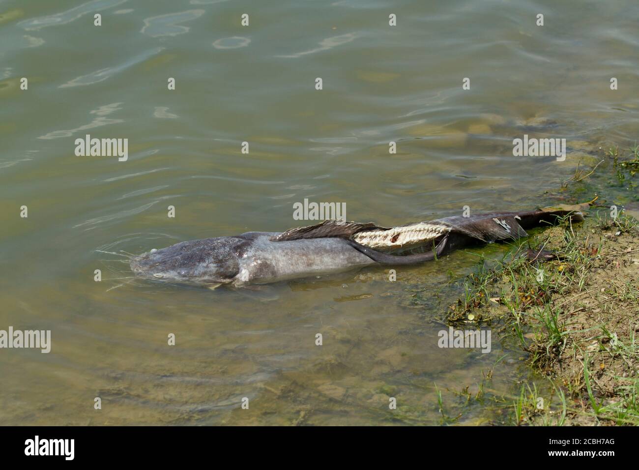 Pesce gatto gigante morto galleggiava nelle acque reflue Foto Stock