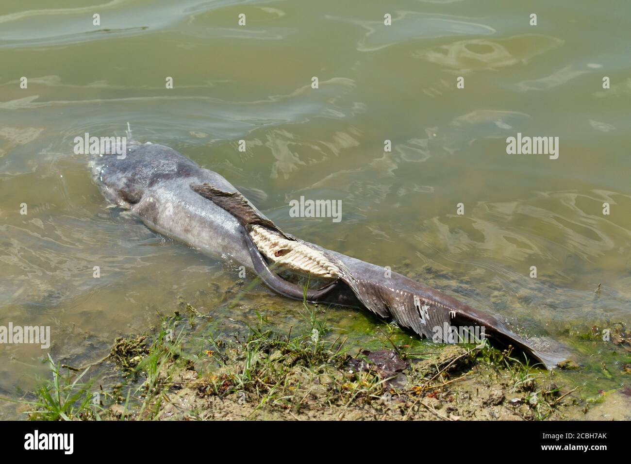 Pesce gatto gigante morto galleggiava nelle acque reflue Foto Stock