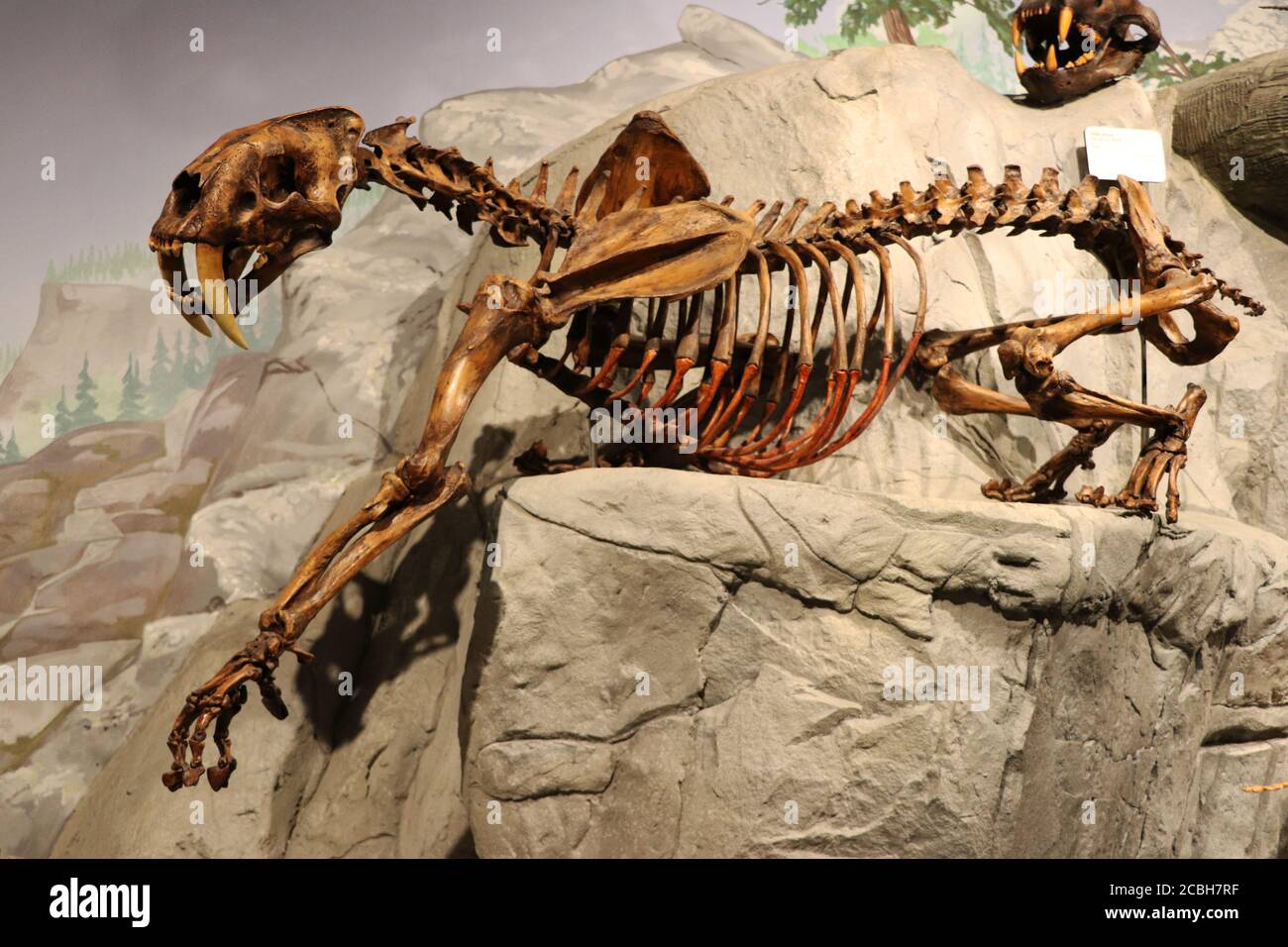 Fossile di una tigre di denti Sabre in museo Foto Stock