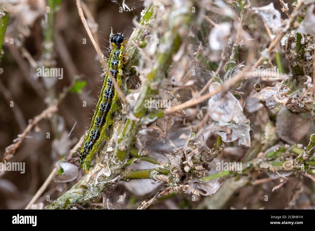 East Asian scatola hedge caterpillar mangia la sua strada attraverso una scatola hedge, lasciando un riparo di nastro dietro il quale si nasconde dai predatori. Foto Stock