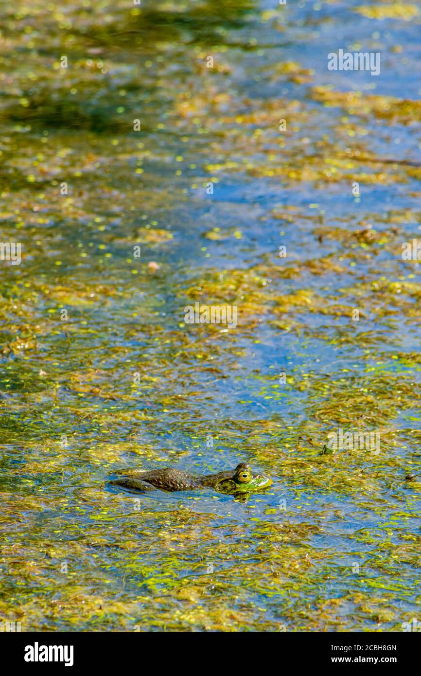 Maschio americano Bullfrog poggiando sulla superficie delle paludi tra duckweed e vegetazione organica, Castle Rock Colorado USA. Foto scattata a luglio. Foto Stock