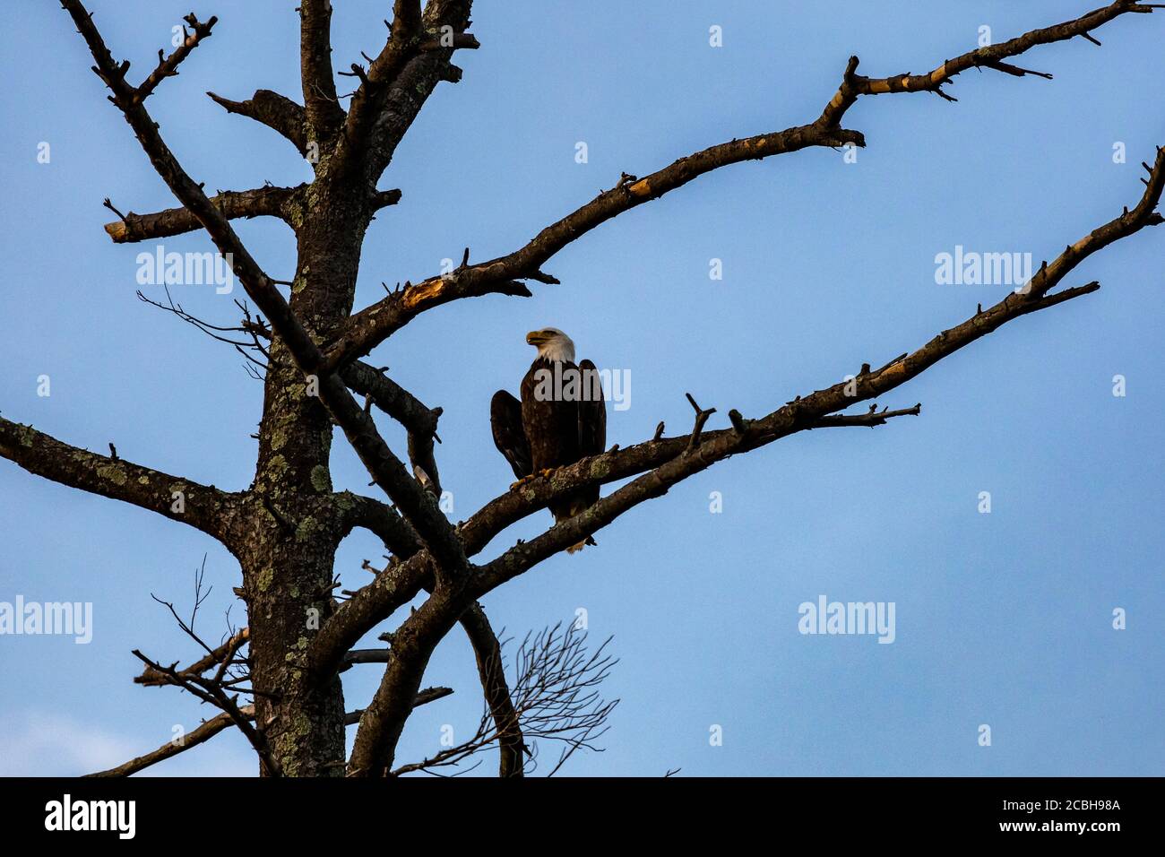 Aquile calve in una caccia serale 2 Foto Stock