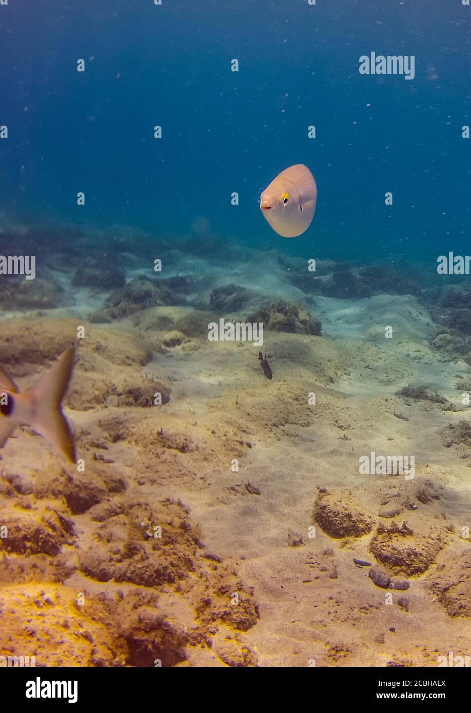 Pesci dell'Atlantico, una salpa di Sarpa, (o dreamfish, porgy di salema, o goldline), una specie di orata di mare, sott'acqua al largo della costa di Playa Blanca, Spagna. Foto Stock