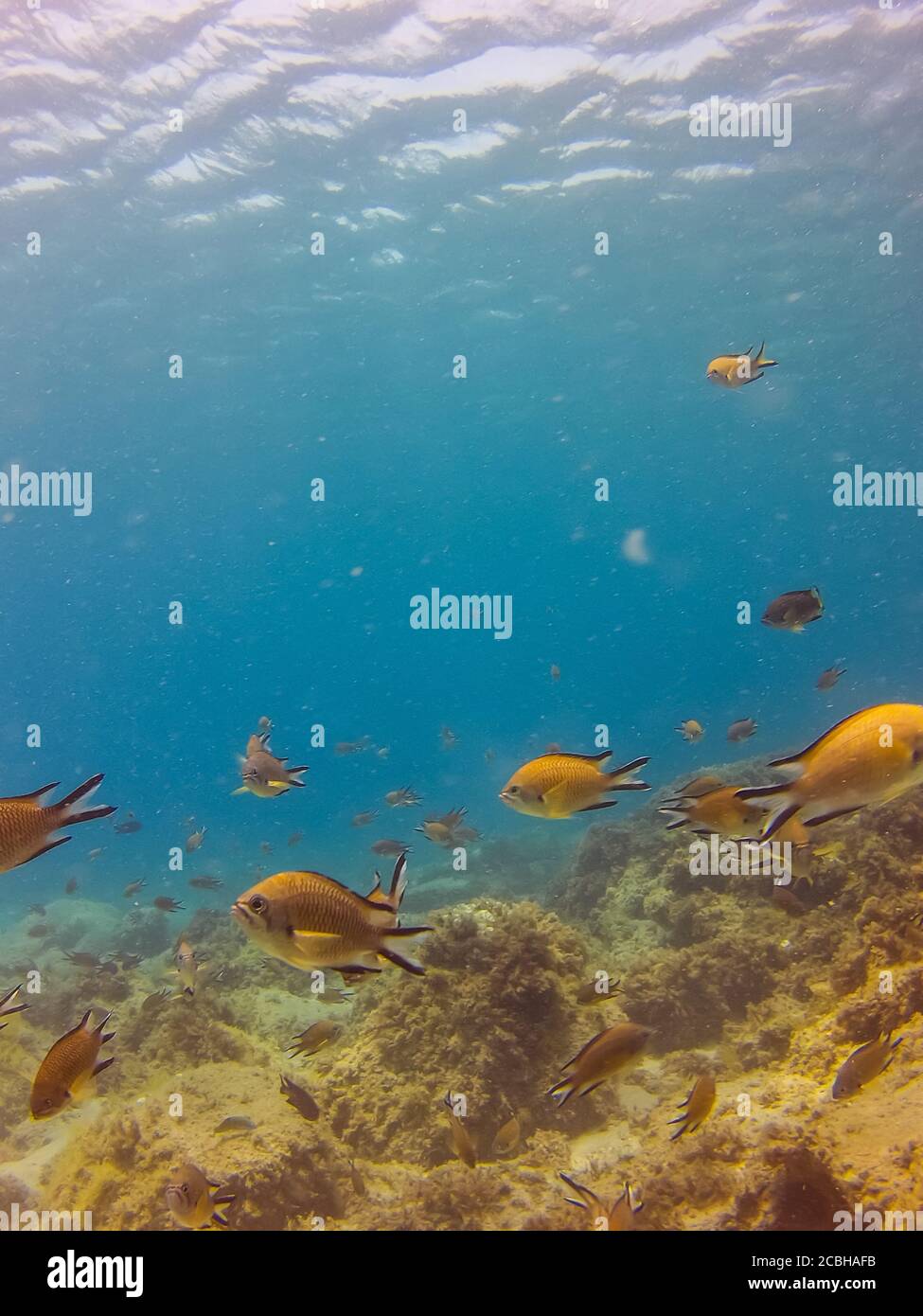 Una scuola di pesci gialli, di cromia delle Azzorre o di cromia atlantica (Chromis limbata) nelle acque costiere dell'oceano Atlantico al largo di Playa Blanca, Spagna. Foto Stock