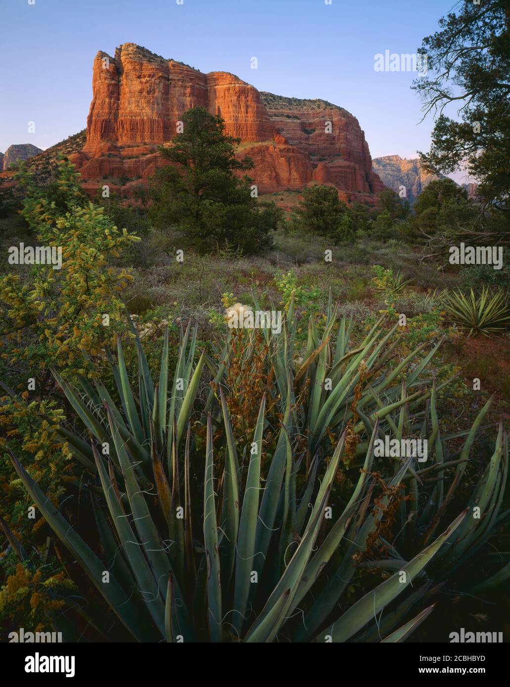 Coconino National Forest AZ/JUNE ultima luce sul Courthouse Butte oltre uno Yucca e il thicket di mesquite. Foto Stock