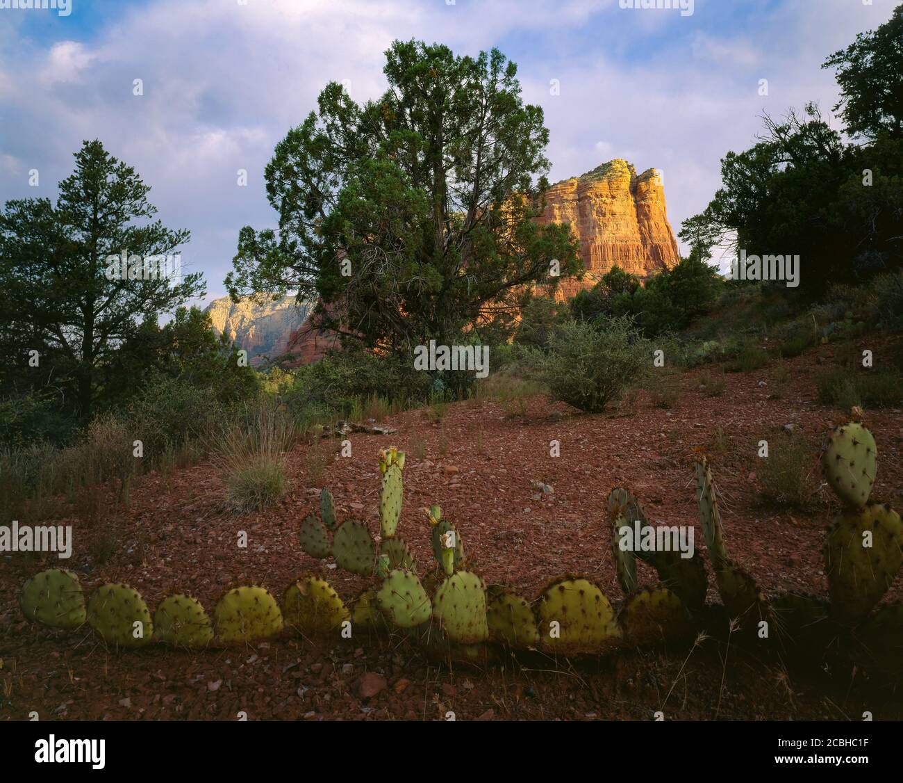 Coconino National Forest AZ / GIUGNO Courthouse Butte oltre ginepro e prickly pera cactus primo piano. Foto Stock