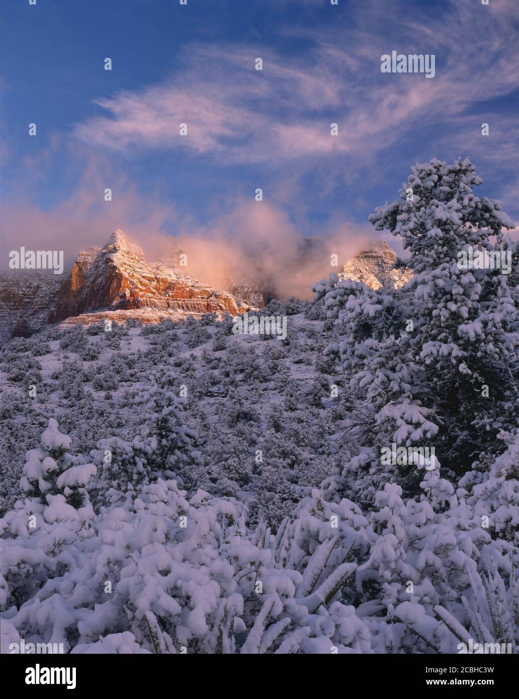 Oak Creek Canyon Coconino Nat'l Forest AZ/FEB UNA tempesta di neve scompare Alla prima luce su neve coperta Steamboat Rock con Pinon Pino primo piano visto Foto Stock