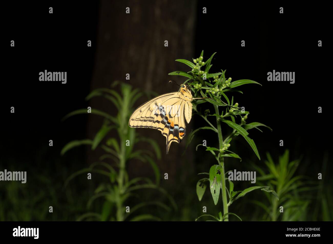Old World Swallowtail (Papilio machaon) che dorme di notte, Isehara City, Prefettura di Kanagawa, Giappone Foto Stock