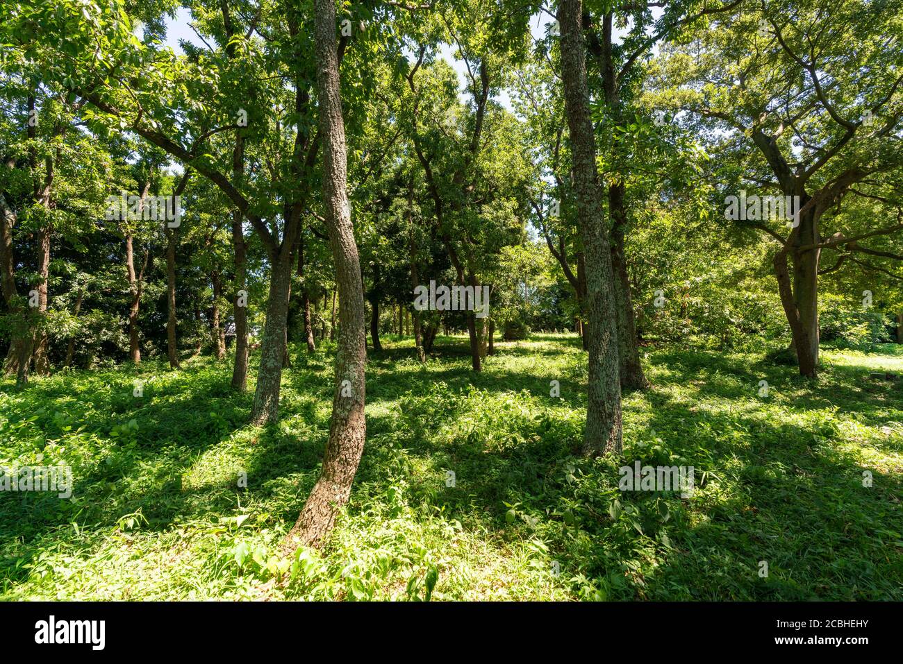Area boscosa in estate, Isehara City, Prefettura di Kanagawa, Giappone Foto Stock