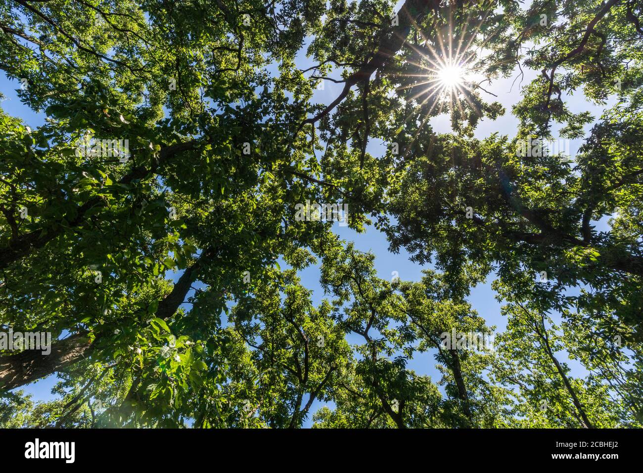 Area boscosa in estate, Isehara City, Prefettura di Kanagawa, Giappone Foto Stock