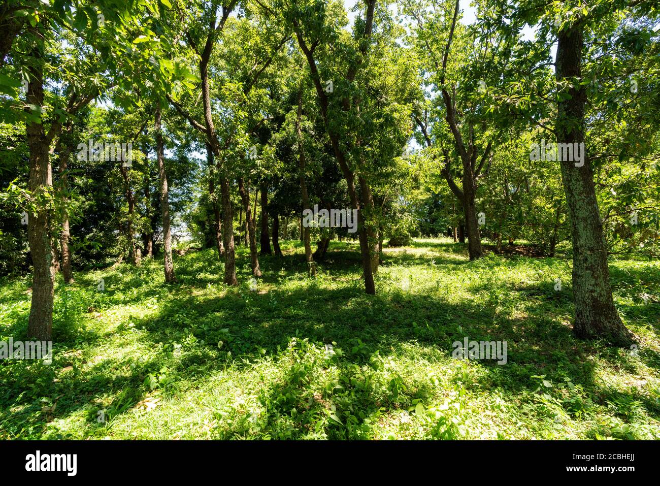 Area boscosa in estate, Isehara City, Prefettura di Kanagawa, Giappone Foto Stock