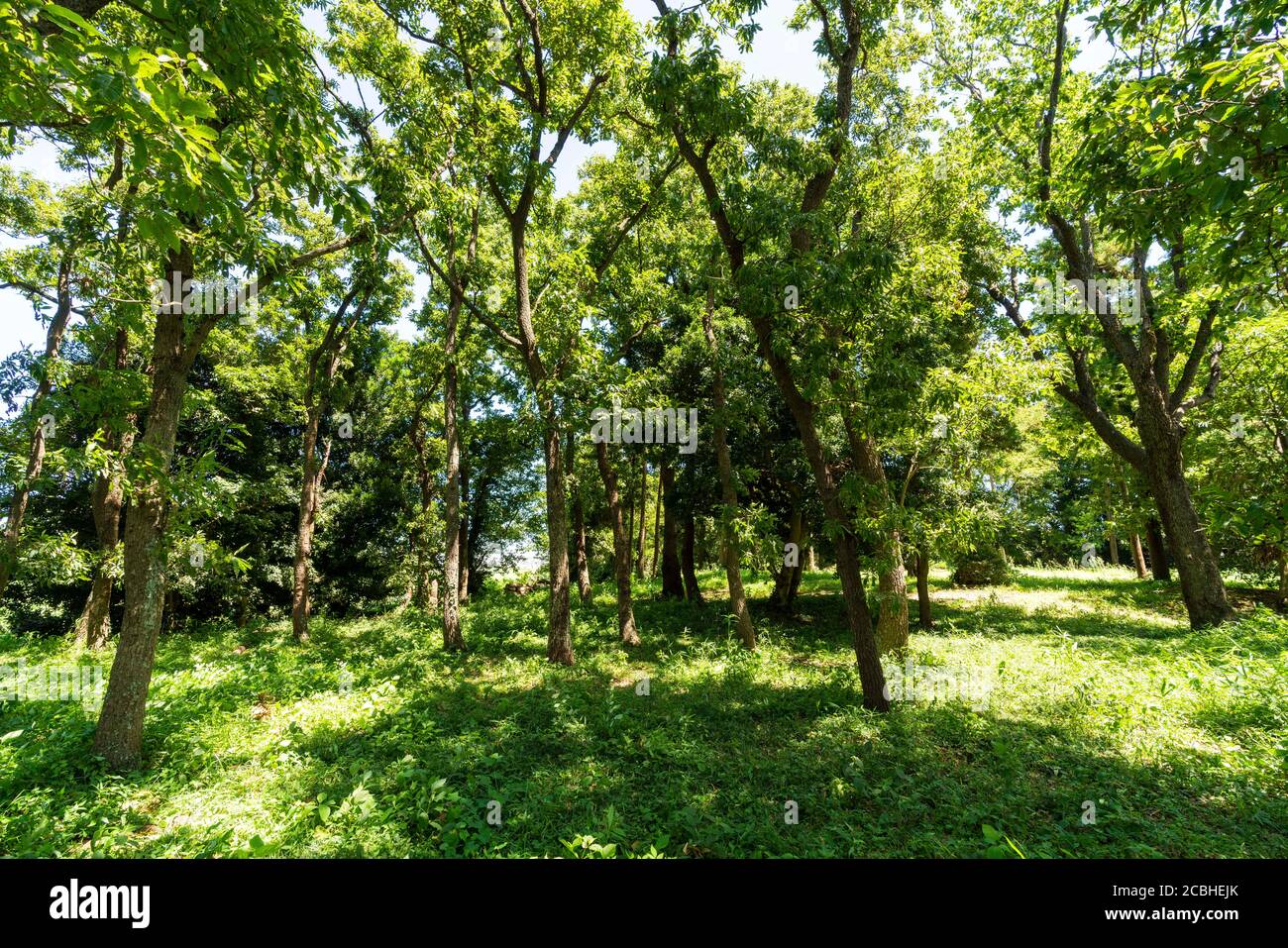 Area boscosa in estate, Isehara City, Prefettura di Kanagawa, Giappone Foto Stock