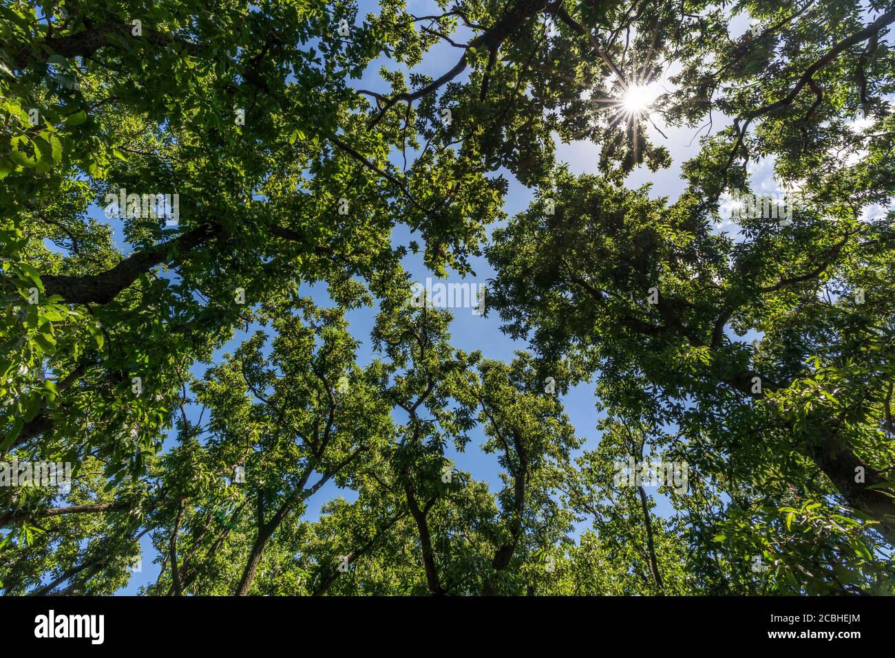 Area boscosa in estate, Isehara City, Prefettura di Kanagawa, Giappone Foto Stock