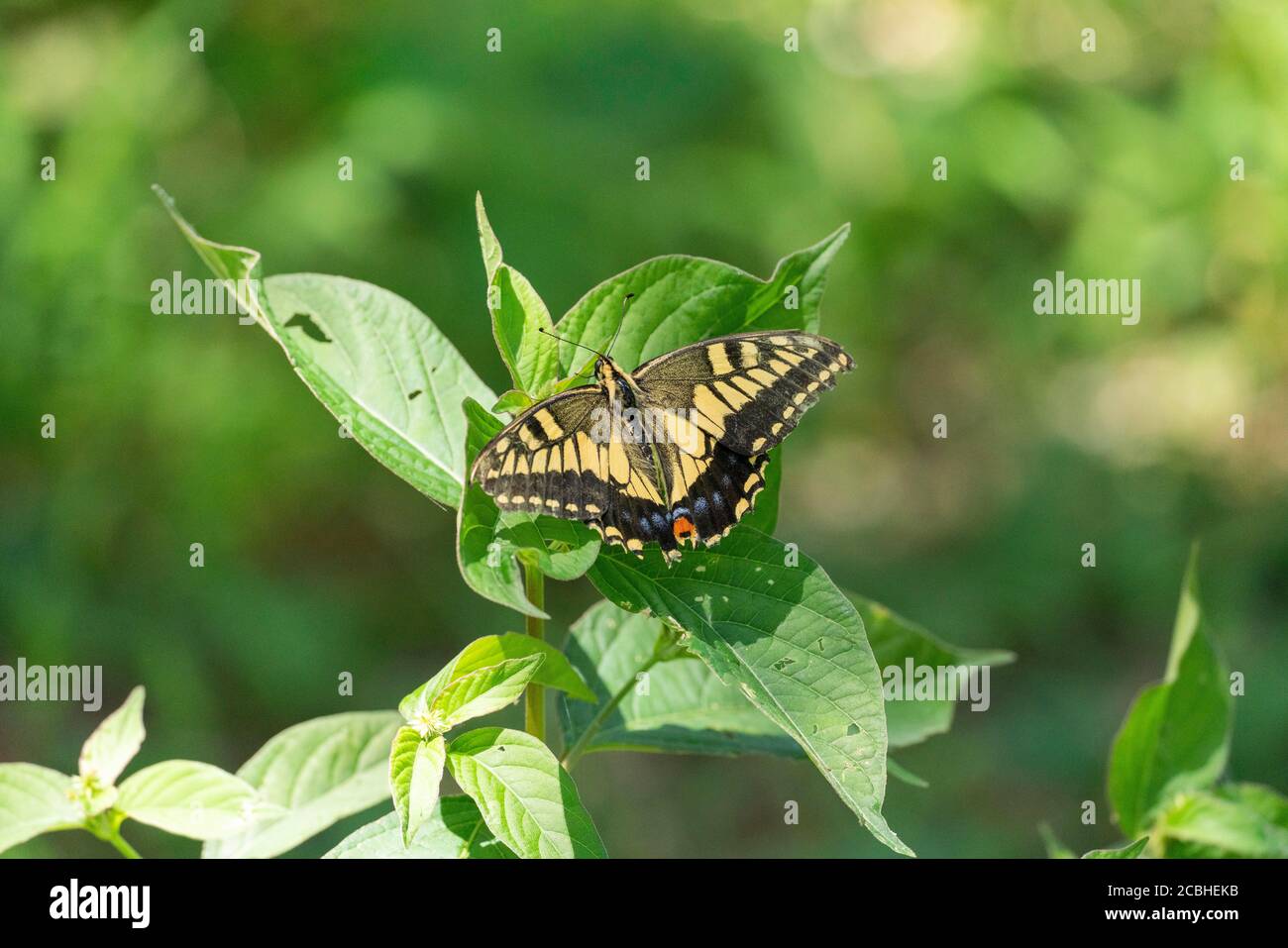 Old World Swallowtail (Papilio machaon), Isehara City, Prefettura di Kanagawa, Giappone Foto Stock