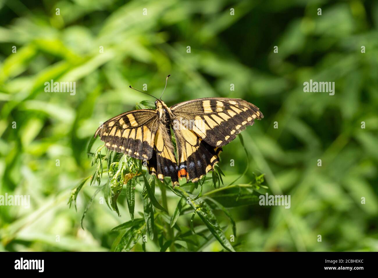 Old World Swallowtail (Papilio machaon), Isehara City, Prefettura di Kanagawa, Giappone Foto Stock