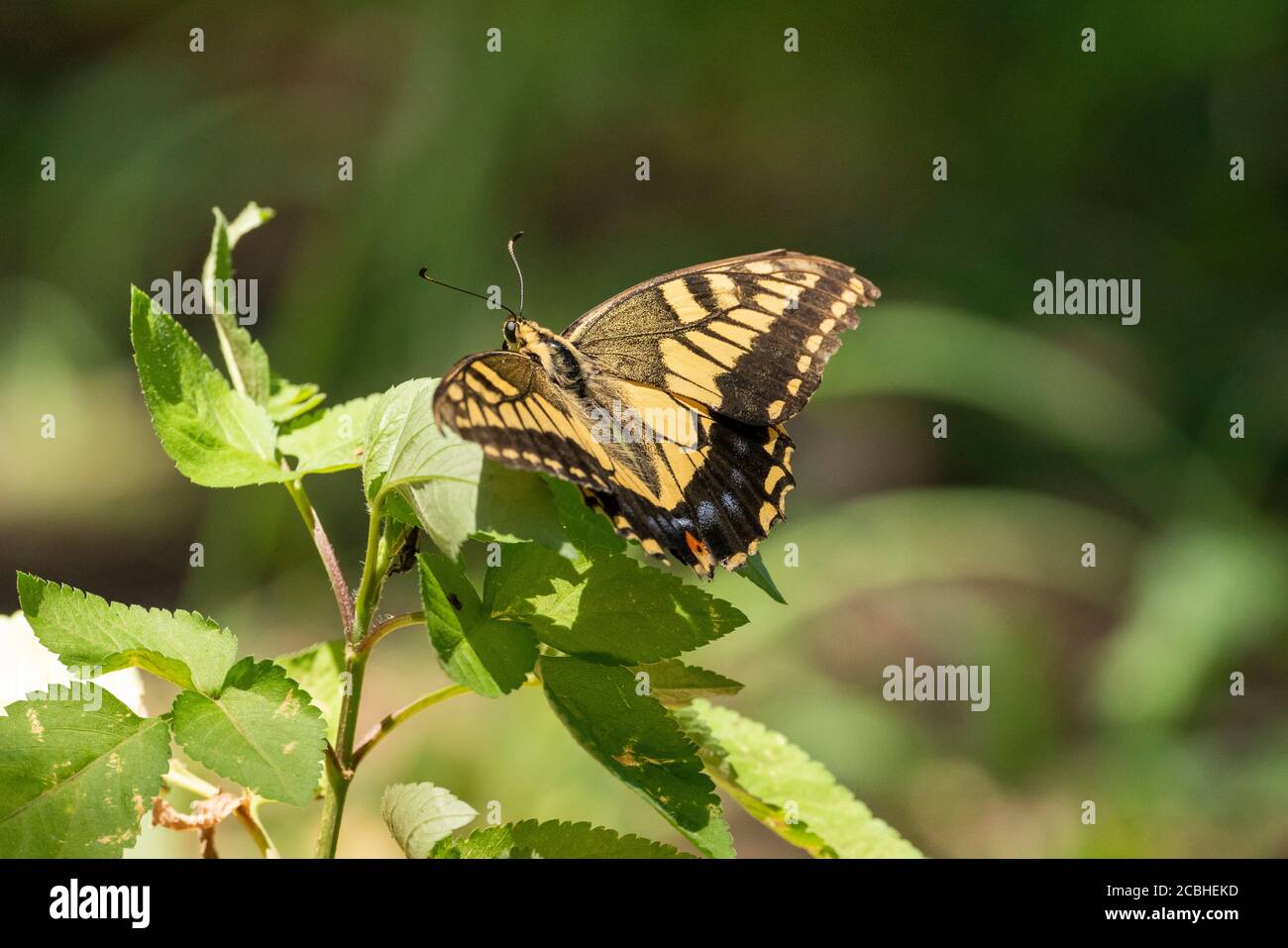 Old World Swallowtail (Papilio machaon), Isehara City, Prefettura di Kanagawa, Giappone Foto Stock