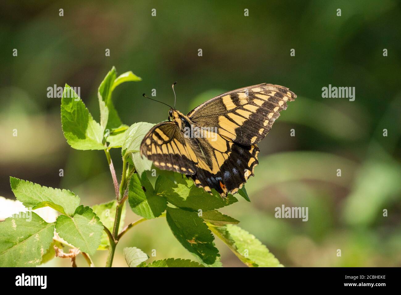 Old World Swallowtail (Papilio machaon), Isehara City, Prefettura di Kanagawa, Giappone Foto Stock