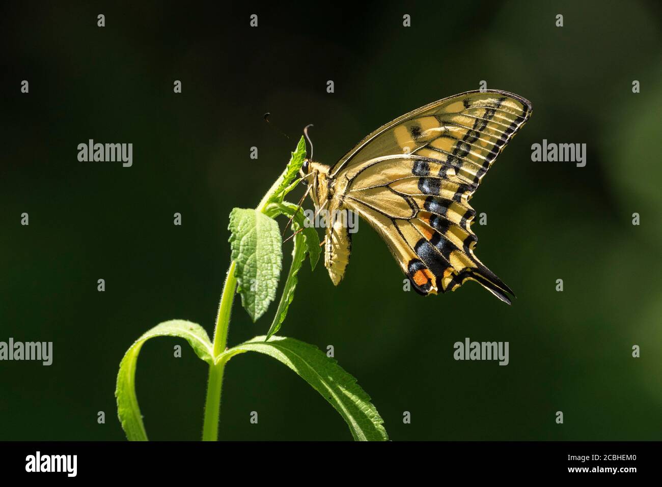 Old World Swallowtail (Papilio machaon), Isehara City, Prefettura di Kanagawa, Giappone Foto Stock