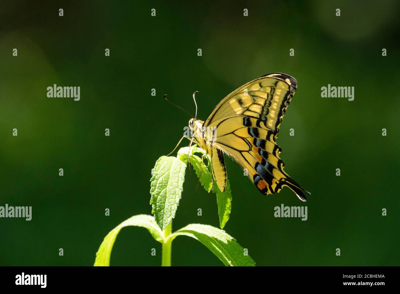 Old World Swallowtail (Papilio machaon), Isehara City, Prefettura di Kanagawa, Giappone Foto Stock