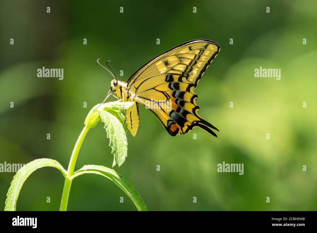 Old World Swallowtail (Papilio machaon), Isehara City, Prefettura di Kanagawa, Giappone Foto Stock