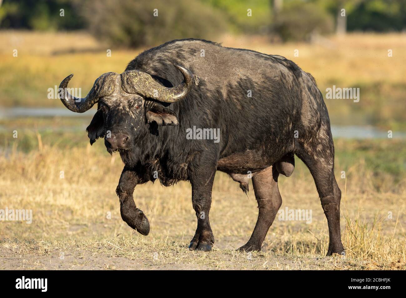 Lato corpo pieno su di bufalo di capo adulto con grande Muschio che cammina nel Delta del Botswana Khwai Okavango Foto Stock