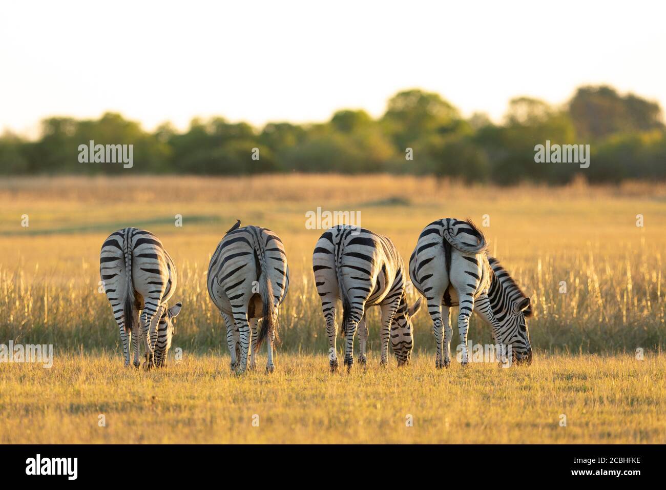 Quattro zebra fondo di fronte fotocamera con zebra mangiare erba in Luce solare gialla sul Moremi Okavango Delta Botswana Foto Stock